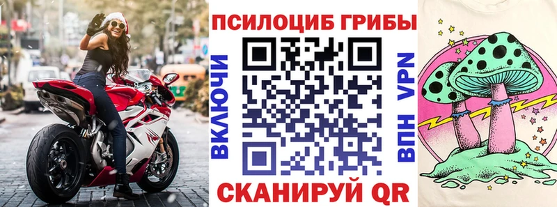 Купить где  Пустошка  Галлюциногенные грибы Psilocybine cubensis 